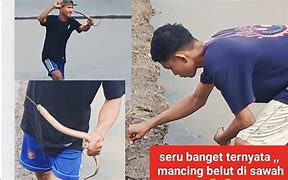 Mancing Belut Yang Besar Sekali Di Dunia